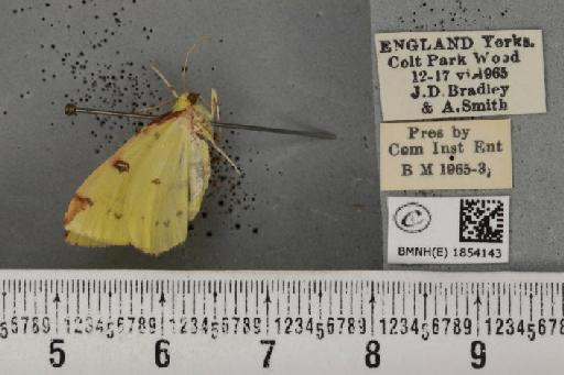 Opisthograptis luteolata (Linnaeus, 1758) - BMNHE_1854143_428076