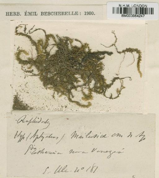 Sematophyllum caespitosum (Hedw.) Mitt. - BM000964247