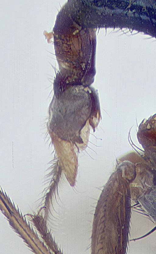 Urodolichus caudatus Lamb, 1922 - Urodolichus_caudatus-248370-genitalia2-80_0x