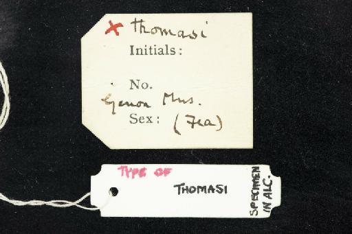 Rhinolophus thomasi Andersen, 1905 - 1890_4_7_10-Rhinolophus_thomasi-Holotype-Skull-label_reverse