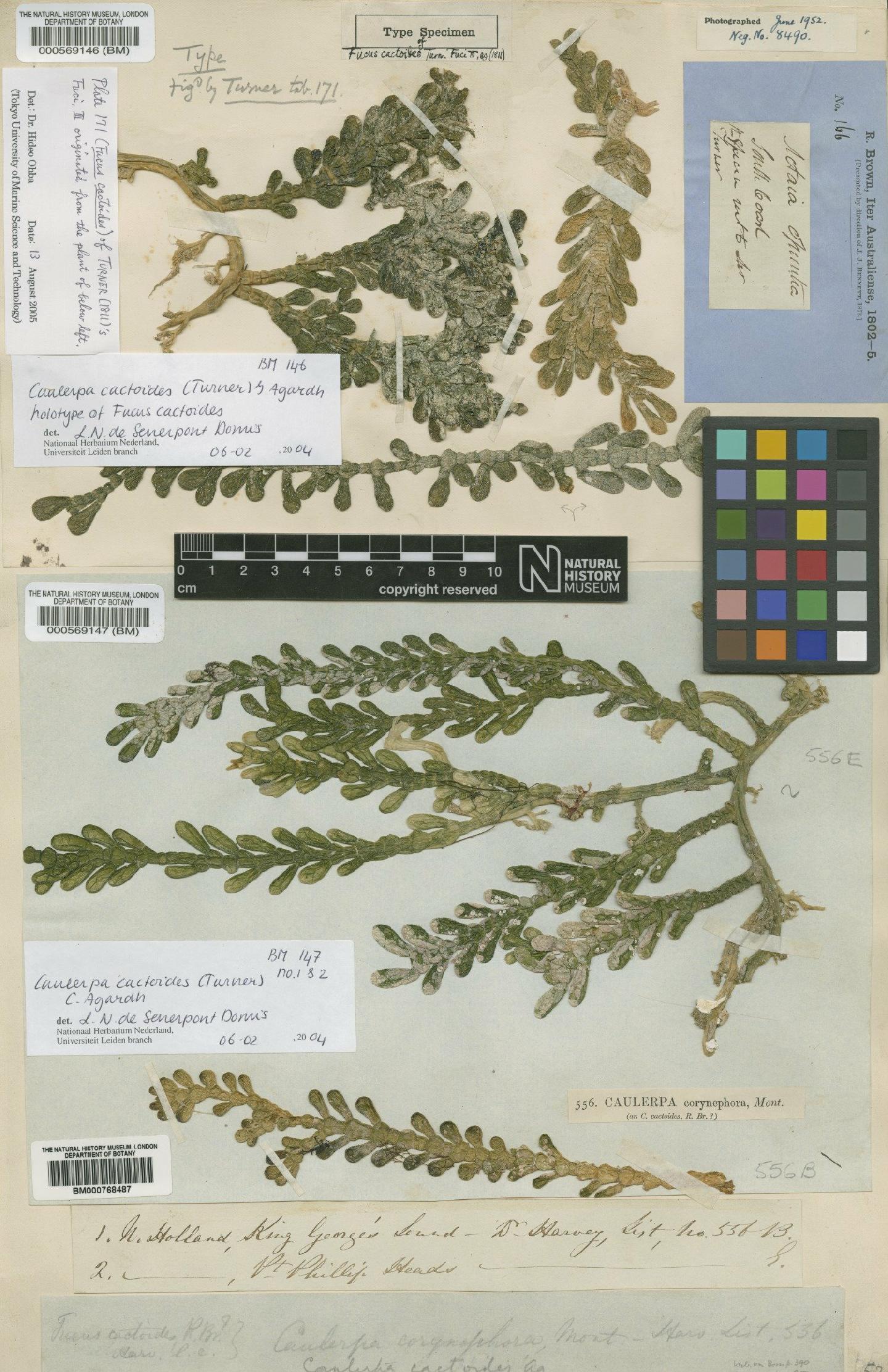 To NHMUK collection (Caulerpa cactoides (Turner) C.Agardh; NHMUK:ecatalogue:4859817)