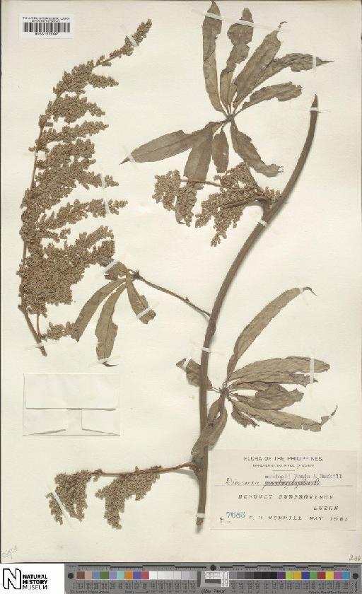 Dioscorea cumingii Prain & Burkill - BM001049837