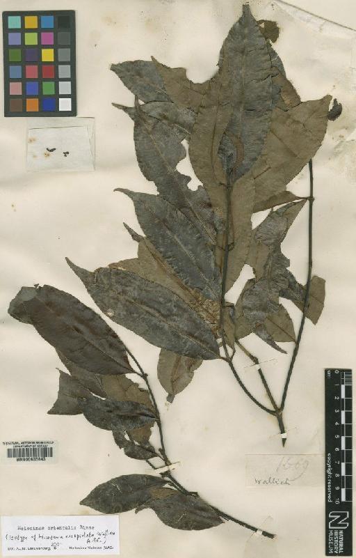 Melodinus orientalis Blume - BM000603843