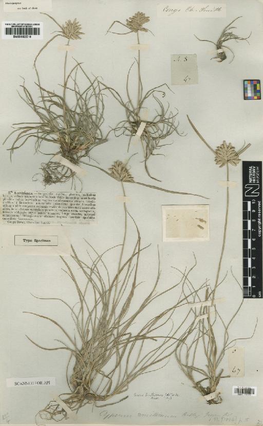 Pycreus smithianus (Ridl.) C.B.Clarke - BM000922516_2