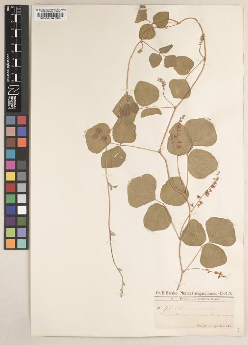 Rhynchosia minima (L.) DC. - BM000538496