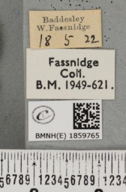 Pseudopanthera macularia (Linnaeus, 1758) - BMNHE_1859765_label_430102