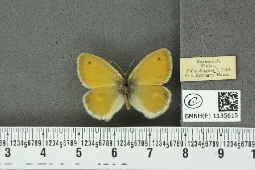 Coenonympha pamphilus (Linnaeus, 1758) - BMNHE_1135615_112578