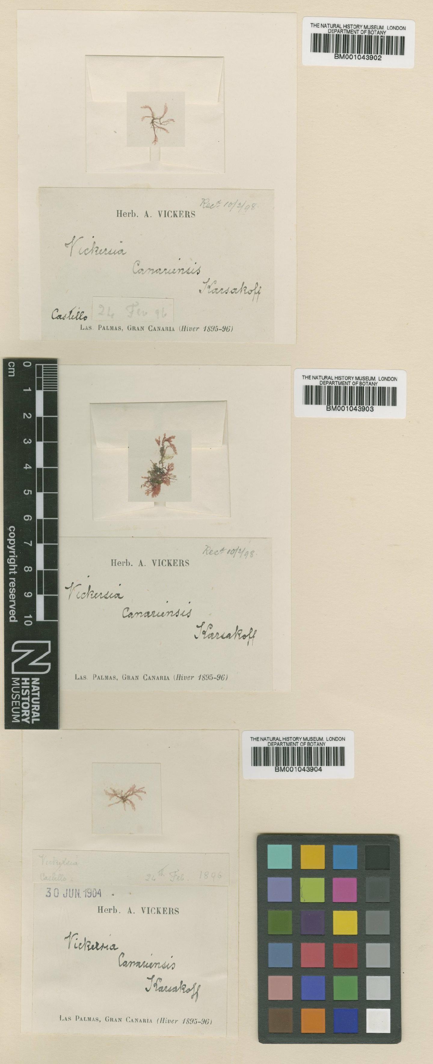 To NHMUK collection (Vickersia baccata (J.Agardh) Karsakoff; Syntype; NHMUK:ecatalogue:2391061)