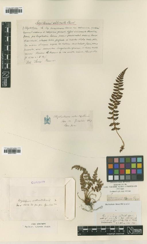 Polystichum submite (Christ) Diels - BM001048694