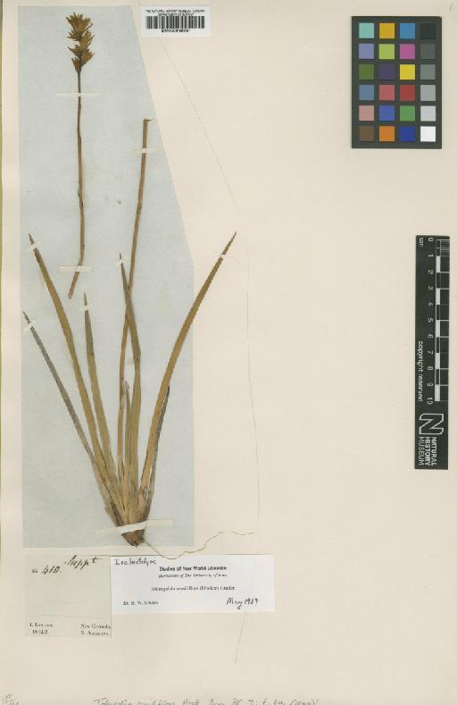 Isidrogalvia sessiliflora (Hook.) Cruden - BM000938091