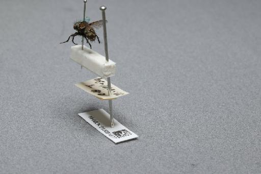 Sarcophaga (Myorhina) nigriventris Meigen, 1826 - 015091677_additional_2