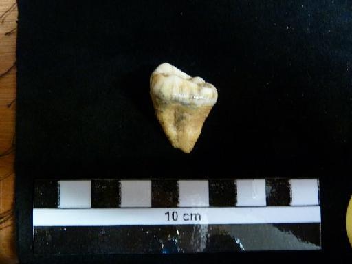 Ursus arctos Linnaeus, 1758 - M 92417 Ursus arctos lower m3 tooth. 1