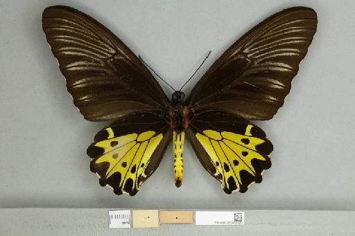 Troides helena cerberus Rothschild, 1895 - 013606325_additional