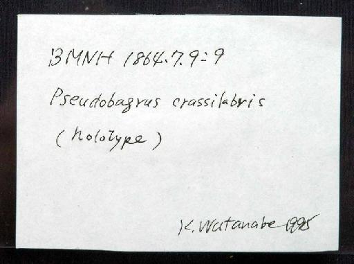 Liocassis crassilabris Günther, 1864 - 1864.7.9.9; Liocassis crassilabris; image of jar label; ACSI project image