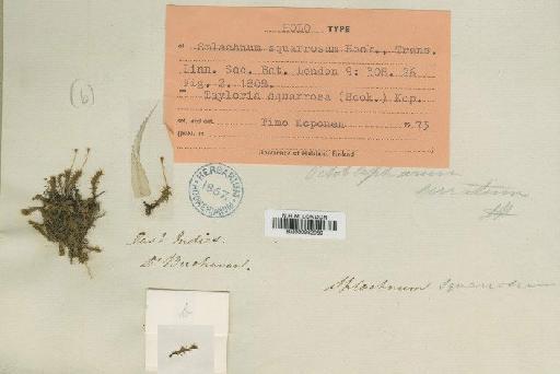Tayloria squarrosa (Hook.) T.J.Kop. - BM000982959
