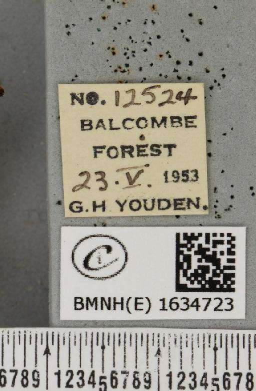 Drepana falcataria (Linnaeus, 1758) - BMNHE_1634723_label_201093