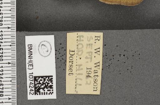 Maniola jurtina insularis ab. transformis Leeds, 1950 - BMNHE_1074242_label_41092