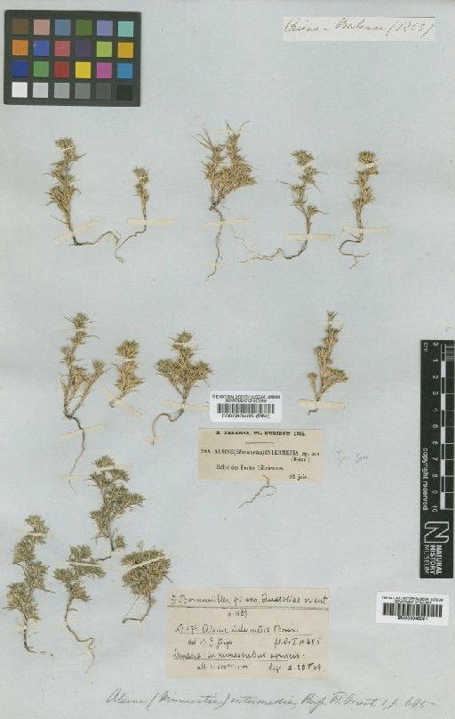 Minuartia intermedia (Boiss) -Mazz - BM000593485