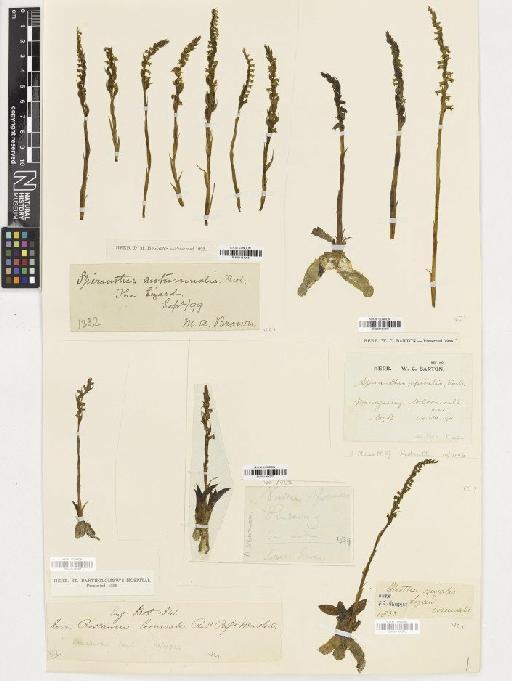 Spiranthes spiralis (L.) Chevall. - BM001164270