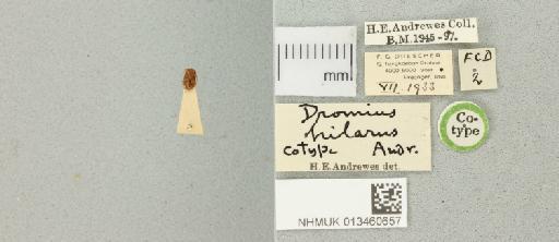 Dromius (Klepterus) hilarus Andrewes, 1937 - 013460657_769572_938544