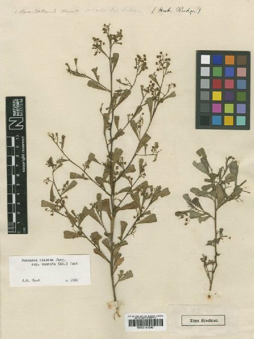 Dodonaea viscosa subsp. cuneata (Sm.) J.G.West - BM001015481