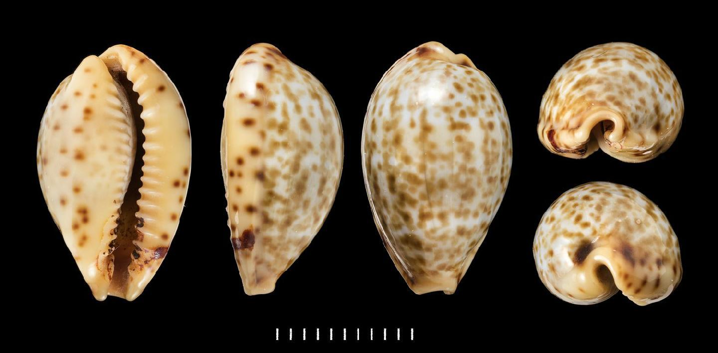 To NHMUK collection (Cypraea humphreysii Gray, 1825; POSSIBLE TYPE; NHMUK:ecatalogue:3510713)