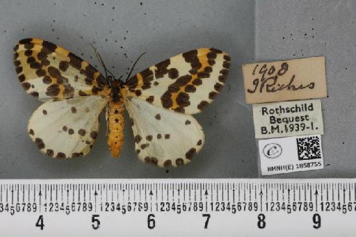 Abraxas grossulariata ab. lutescens Lempke, 1951 - BMNHE_1858755_416496