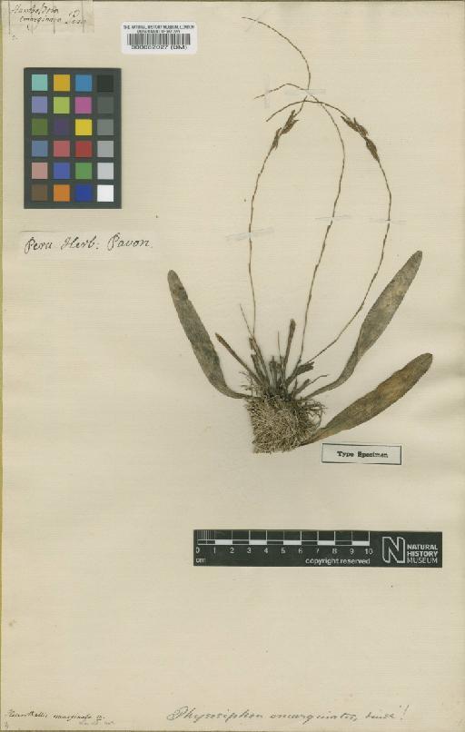 Stelis emarginata (Lindl.) Soto Arenas & Solano - BM000082027