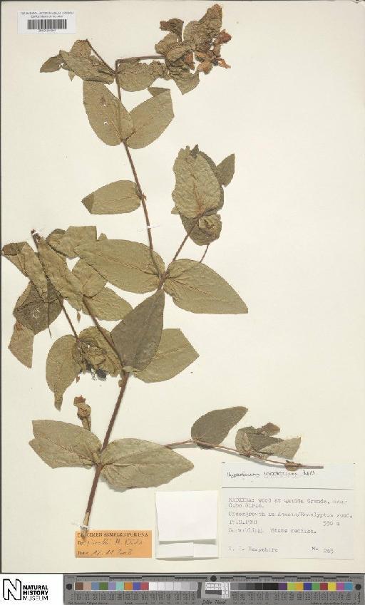 Hypericum × inodorum Mill. - BM001204392