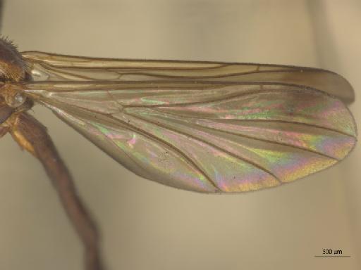 Orfelia nigricornis (Fabricius, 1805) - 010210680_Orfelia_nigricornis_wing (2)