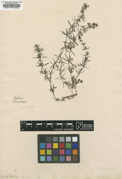 Galium verum L. - BM000557776