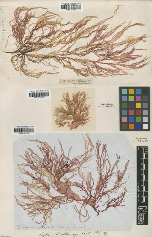 Halymenia durvillei Bory - BM001039167