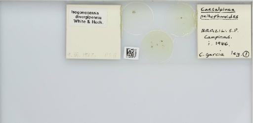 Isogonoceraia divergipennis White & Hodkinson, 1980 - 013482916_117198_1146273_157792_NonType_result