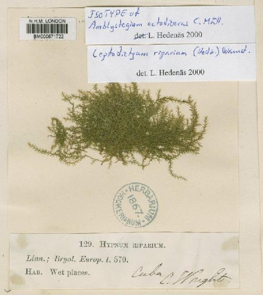 Leptodictyum riparium (Hedw.) Warnst. - BM000671722