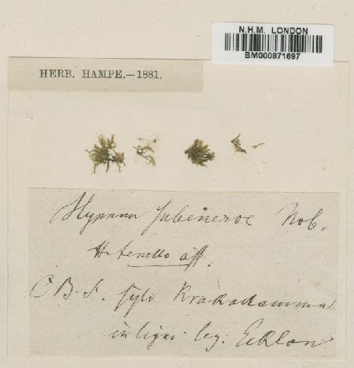 Rhynchostegium subenerve Jaeg - BM000871697