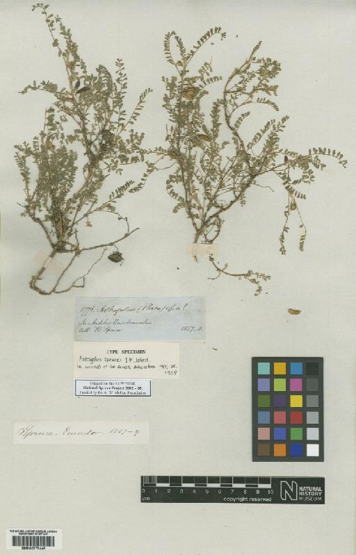 Astragalus L. - BM000778446