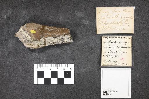 Ornithocheirus Seeley, 1870 - 010037516_L010092631