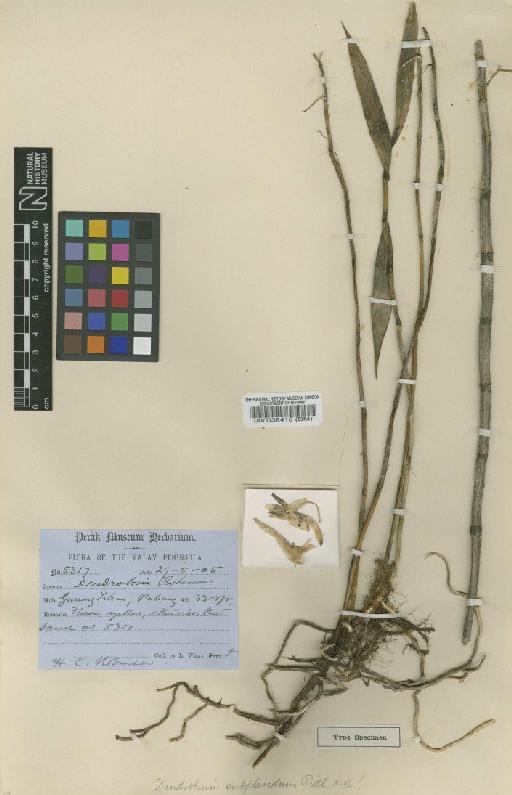 Dendrobium subflavidum Ridl. - BM000038418