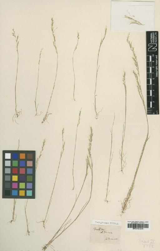 Vulpia sciurea (Nutt.) Henrard - BM001042240