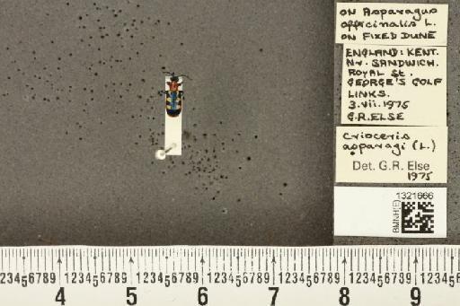 Crioceris (Crioceris) asparagi (Linnaeus, 1758) - BMNHE_1321666_11489