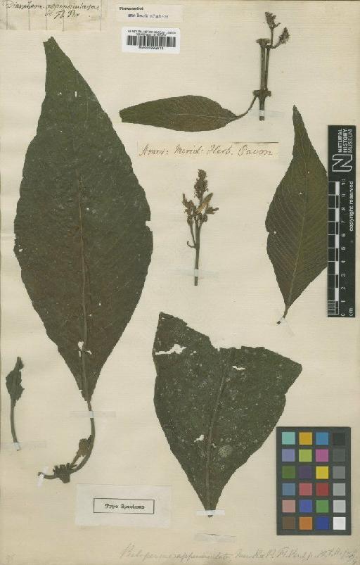 Justicia appendiculata (Ruiz & Pav.) Vahl - BM000992613