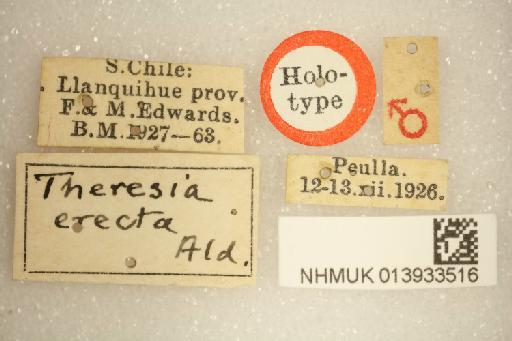 Billaea erecta (Aldrich, 1934) - Billaea erecta HT labels