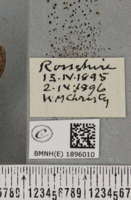 Lycia lapponaria scotica (Harrison, 1916) - BMNHE_1896010_label_458933