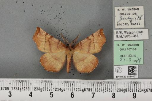 Selenia dentaria (Fabricius, 1775) - BMNHE_1884437_444789