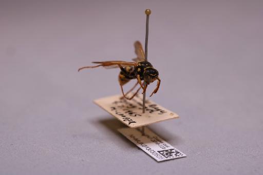 Polistes dominulus (Christ, 1791) - 013632525_additional_4