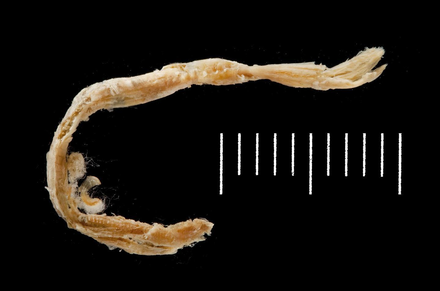 To NHMUK collection (Dasychone picta McIntosh, 1885; holotype; NHMUK:ecatalogue:3535428)