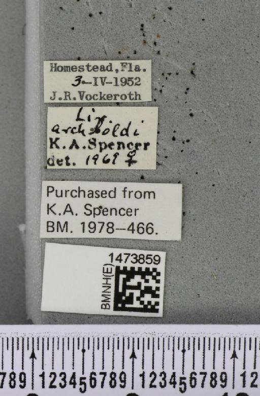 Liriomyza archboldi Frost, 1962 - BMNHE_1473859_label_48990