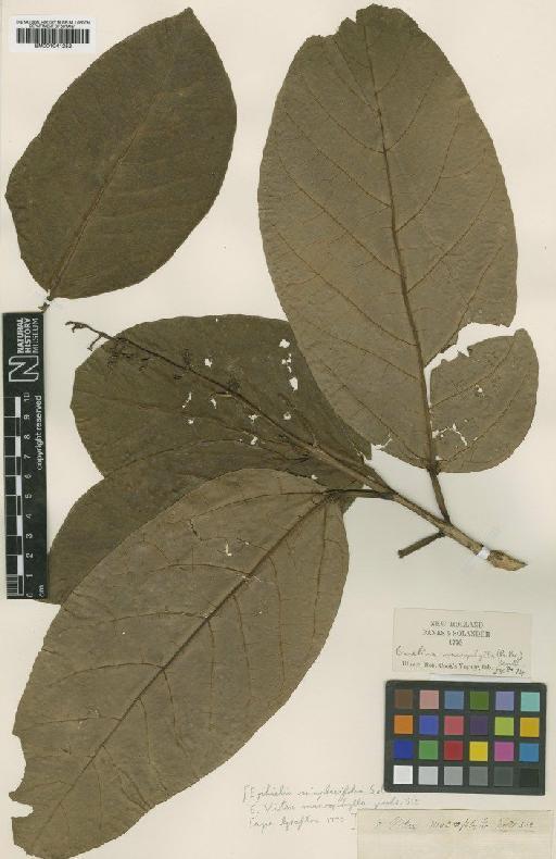 Gmelina dalrympleana (F.Muell.) H.J.Lam - BM001041252