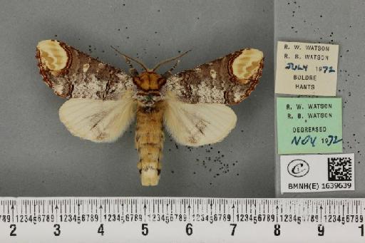 Phalera bucephala bucephala (Linnaeus, 1758) - BMNHE_1639639_208793