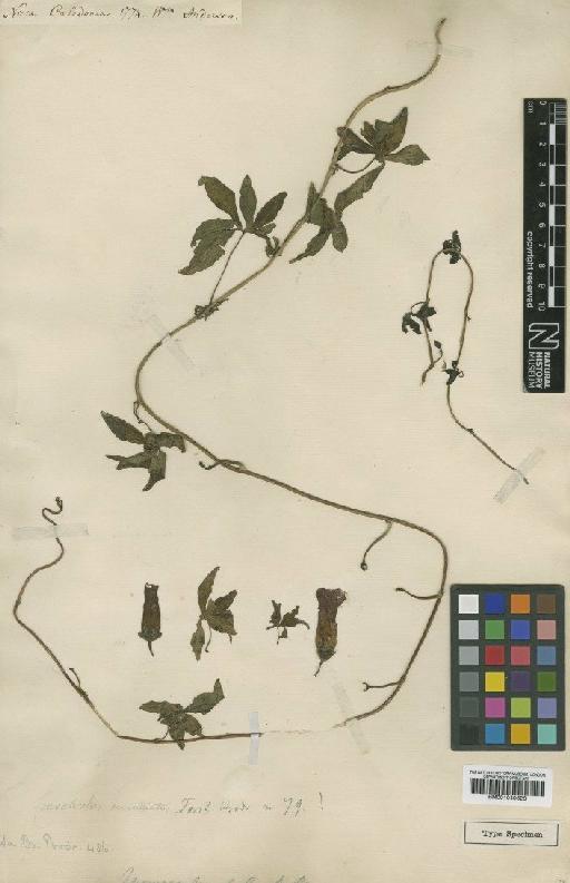 Ipomoea pendula R.Br. - BM001040626